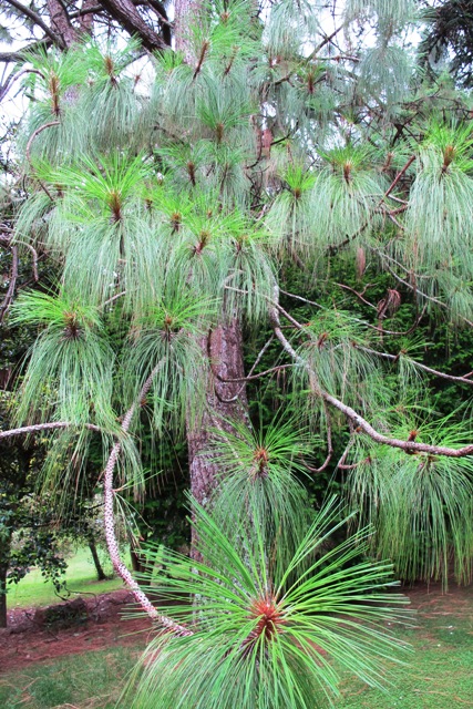 Pinus Plant