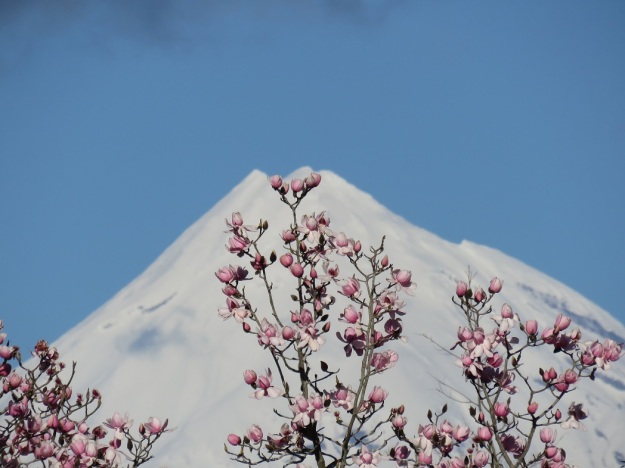 Magnolia campbellii in early August, framed against our maunga - Mount Taranaki - in the distance