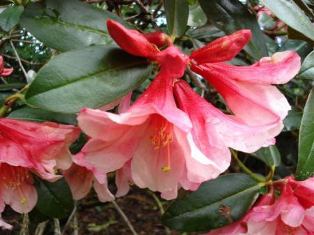 Rhododendron Bernice - arguably one of the best performers Felix named