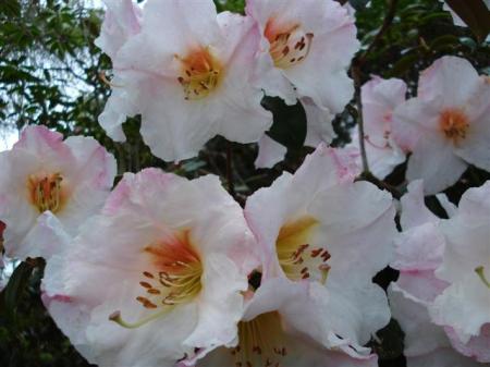 Rhododendron Floral Gift