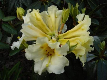 Rhododendron Floral Sun