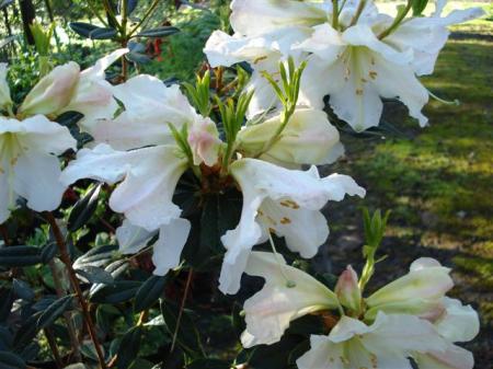 Rhododendron White Doves