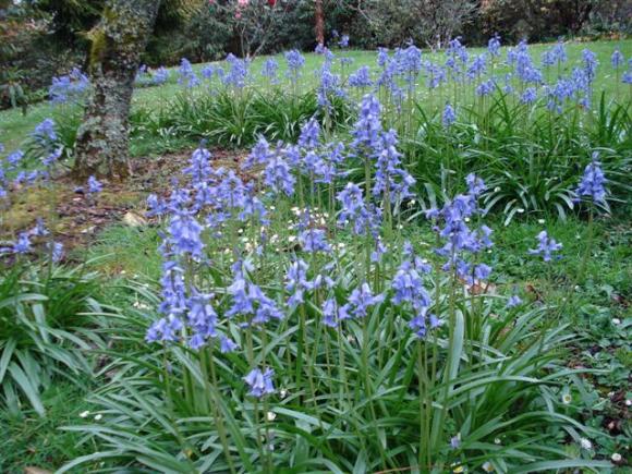 Bluebells (more correctly hyacinthoides, used to be scillas and even endymion)