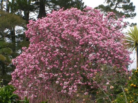 Impressively pink - the original Serene
