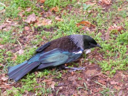 Drunk and in possession of wings - this tui was not a happy camper