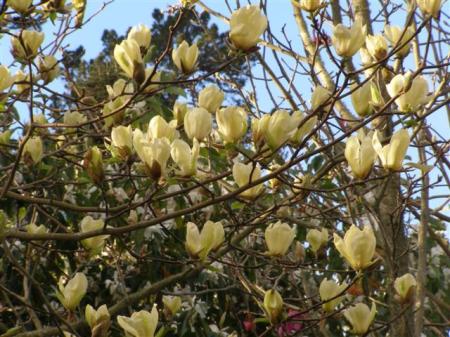 Magnolia Yellow Fever planted on our roadside