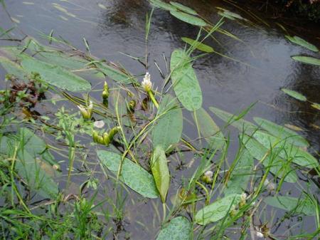 The buds and flowers are edible and it may be pretty but the Cape Pond Weed is dangerously invasive in our waterways and should be shunned at all times