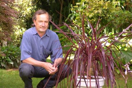 CORDYLINE RED FOUNTAIN