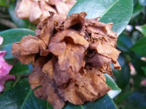 Botrytis shows up as a darker brown on the bush and has been with us for a long time but nowhere near as devastating as the more recently arrived petal blight.