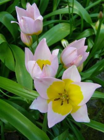 Plant Collector: Tulipa saxatilis