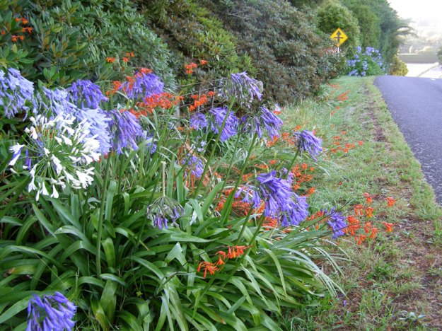 Agapanthus blue and white, and montbretia on our roadside