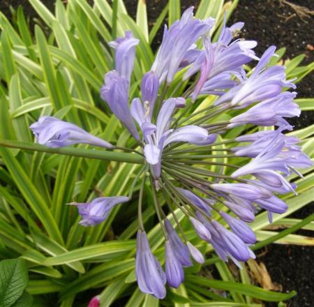 Variegated agapanthus - doubly damned in NZ