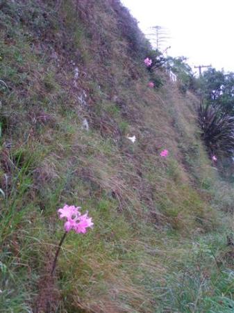Belladonnas naturalised on a vertical road cutting