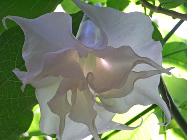 Double white brugmansia - huge, frilled white trumpets