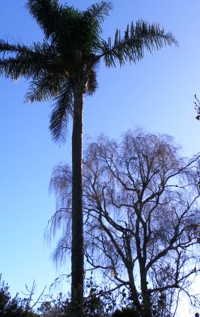 A favourite late autumn and winter scene here - the Queen Palm and silver birch set against the blue sky
