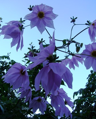 The lovely tree dahlias - not a plant for places which get early frosts
