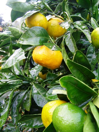 Arguably the most critical copper spray of the year on citrus now