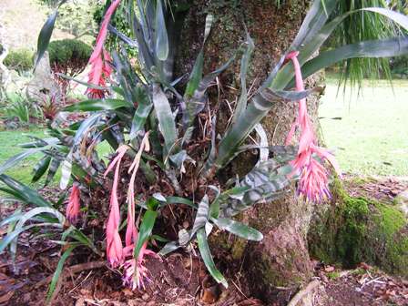Bromeliads for winter colour. This one is a Bilbergia.
