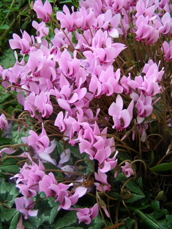 Cyclamen hederafolium