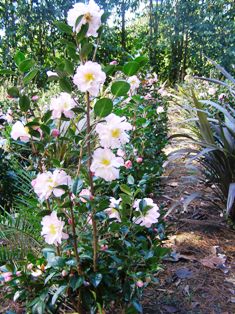 Camellia Apple Blossom Sun - one of the field grown hedging options we have available here at the moment