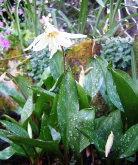 The dainty delight of the erythronium