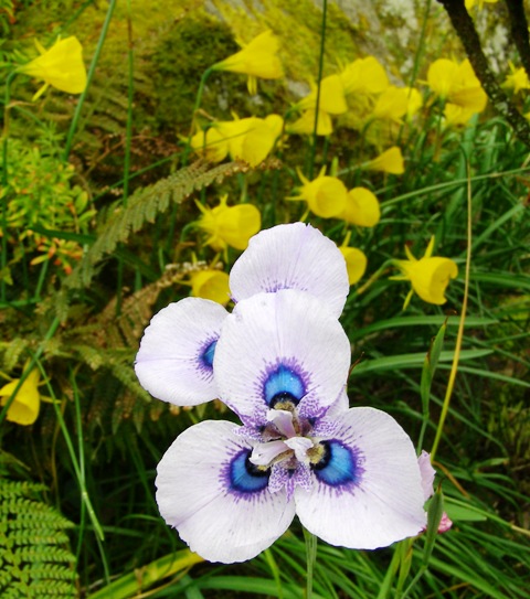The delight of seasonal bulbs - Moraea villosa (the peacock iris) with Narcissus bulbocodium behind