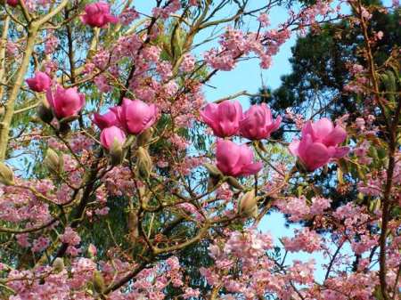 Prunus Te Mara and a seedling magnolia in our carpark area