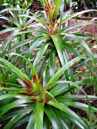The particularly curious Dracophyllum latifolium