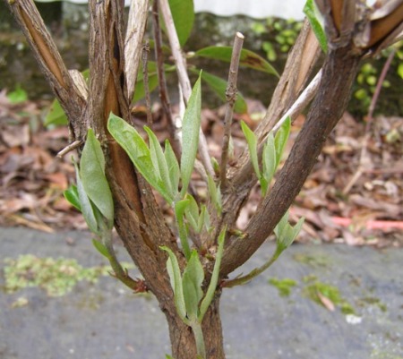 Vireya rhododendrons can force dormant leaf buds from low down