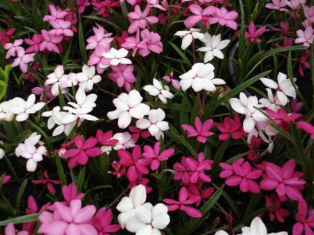 Rhodohypoxis - one of the showiest late spring bulbs here