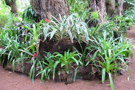 Ponga (tree fern) trunks, used to make raised beds andwhich have lasted for five decades already 