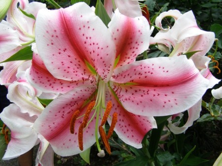 This one is auratum Flossie - all the lilies are opening now