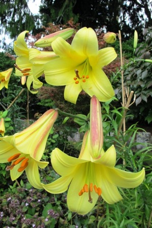 The Aurelian lilies are an earlier flowering favourite