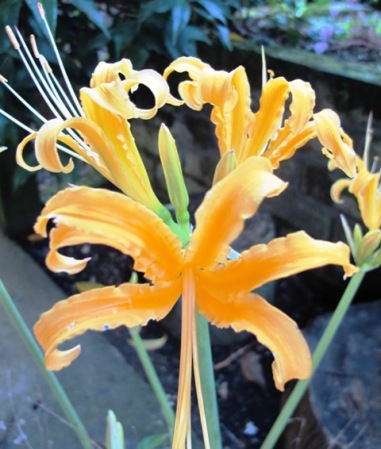 Lycoris aurea - the golden spider lily
