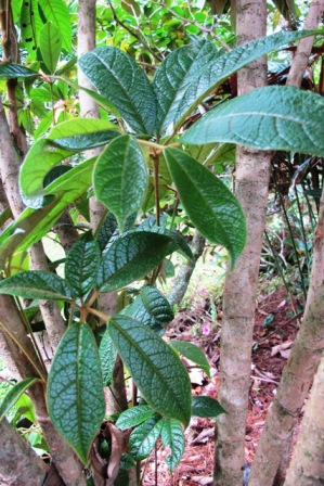 Schefflera septulosa from New Guinea highlands