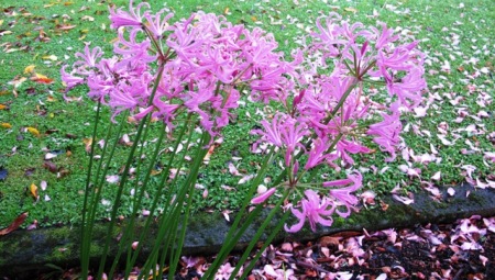 Nerine bowdenii - the last of the season to bloom