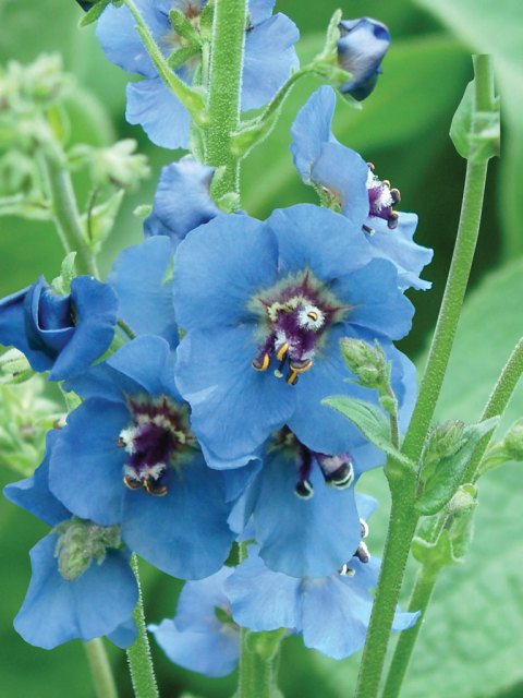 That is a true blue verbascum. (Photo: Thompson and Morgan)