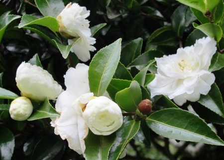 There is a range of sasanqua camellias in white. ‘Silver Dollar’ has a long flowering season and is an excellent option for a more compact hedge. 