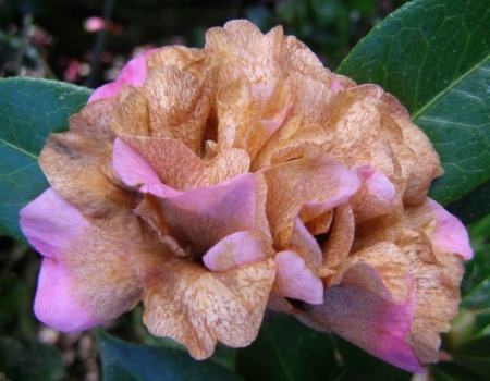 The ugly face of camellia petal blight which affects mid and later season blooms.