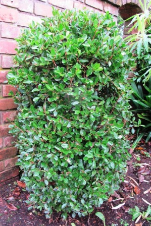 Camellia species brevistyla and microphylla offer an option as buxus hedging replacement and can be grown from seed. This plant is C. brevistyla. 