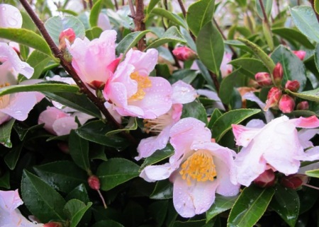 Camellia Fairy Blush