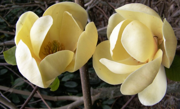 Magnolia (deciduous) Honey Tulip