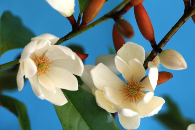Fairy Magnolia Cream