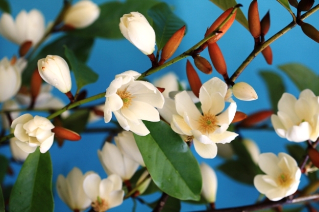 Fairy Magnolia Cream - many flowers over a long season