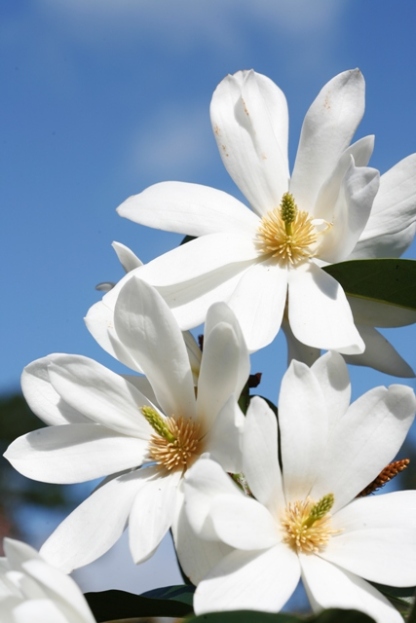 The sublime blooms on Fairy Magnolia® White