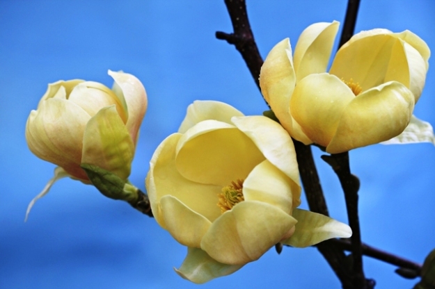 Magnolia Honey Tulip, our new yellow version of Black Tulip
