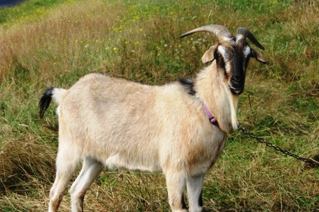 Genuine resident Tikorangi goat. Draw your own conclusions