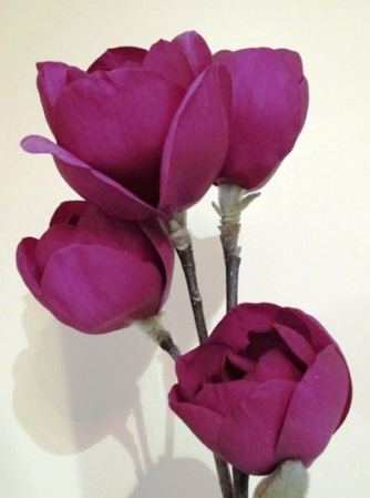 Black Tulip - good form, solid, dark colour and heavy petals