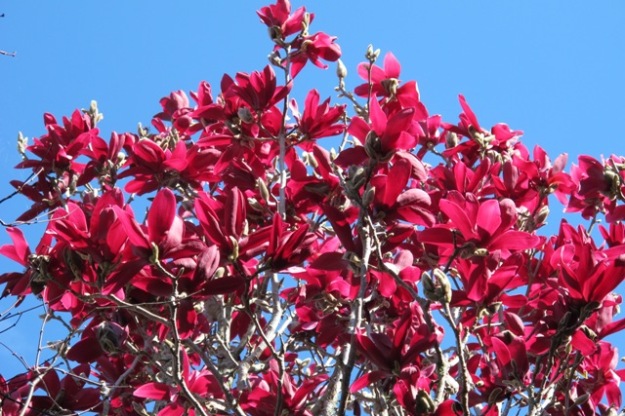 Magnolia Burgundy Star - as yet unproven overseas but we are hopeful it may prove hardy and keep good flower colour