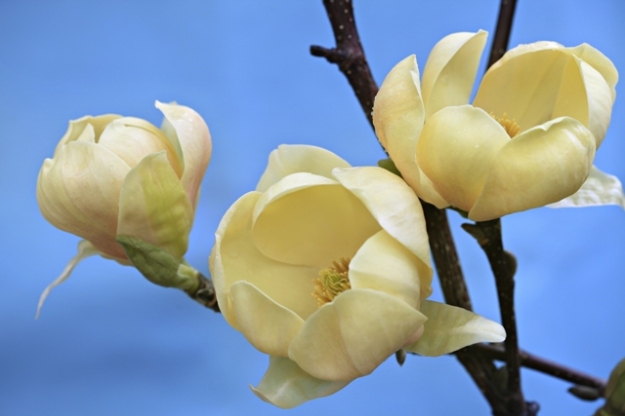 Magnolia Honey Tulip™ is a soft golden version of M. Black Tulip® scheduled for release in 2013. The rounded flower form and heavy textured petals appear to be an advance in the yellow magnolias. (photo by Sally Tagg)